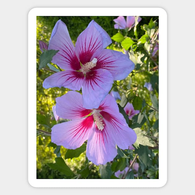 Hibiscus 2 Sticker by DentistArt2022